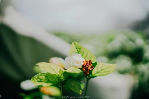 窗台植栽盆景與白花特寫 封面